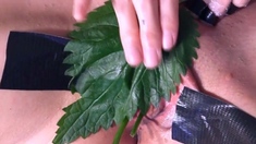 STINGING NETTLE